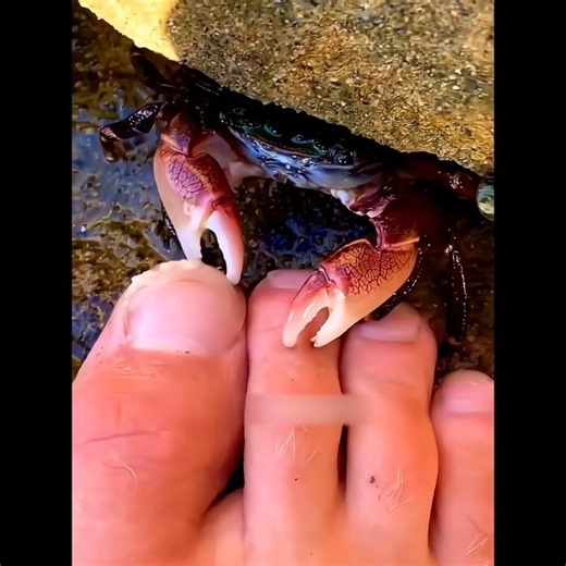 💥 நண்டு செய்த சம்பவம் 🥵 மனிதனை தின்ன நினைத்த பறவை 😮 Pelican #shortsfeed #tamil #birds #history #crab