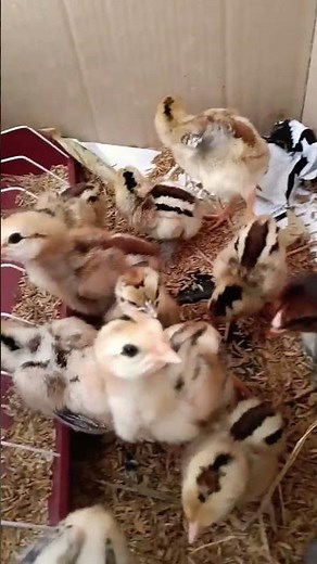 Asil at Shamo breed chicks #assel #birds #manokan #sisiw #fowl