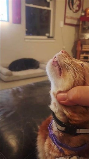 cat howling while dog sleeps #dogs #funny #puppy #cat #catshorts #animals #catvideos #funny