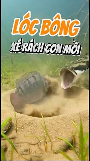 Cá lóc bông săn mồi | Cách săn mồi đỉnh cao khiến cá rô không kịp phản ứng - Nuôi cá dưỡng tâm
