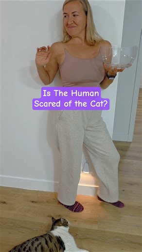 Sweet Cat. Scared Human. 😅🤗🥰 #cutecat #cats #catvideos