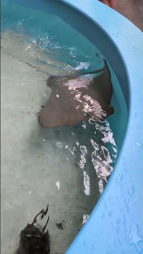 Stingray Tank at Marine Science Center in Ponce Inlet, FL