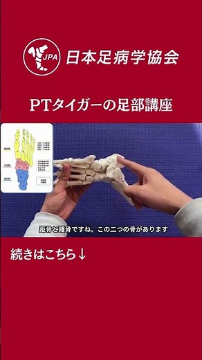 骨模型で学ぶ足部の解剖学 Part7 足部の骨まとめ【PTタイガーのYouTube足部講座】