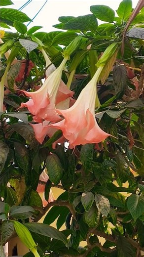 Beautiful Flower❤️Angel Trumpet #nature #flowers #garden