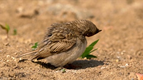 Camera trap captures close-up of crested lark feeding its young