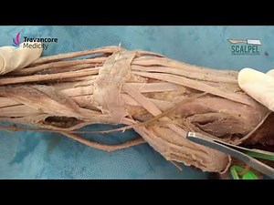 8 Extensor retinaculum