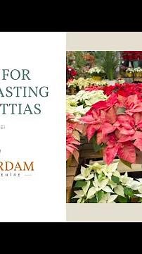3 Tips for Long-Lasting Poinsettias