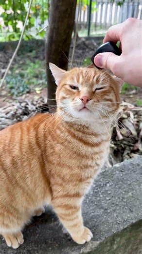 Cutest Cat Moments You've Ever Seen #adorable #cats #cute