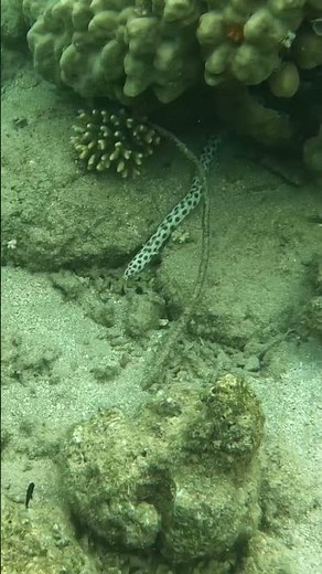 The Moment A Leopard Snake Eel Appears From The Reef 🐍🌊😮