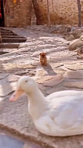 فيديوهات أنشأها محمد يونس الشخاتره (@alshakatrah) باستخدام الصوت الأصلي - محمد يونس الشخاتره