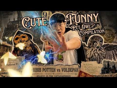 BIBIB POTTER!!🧙🏻🦉 Bibib Family Cute and Funny Owl Compilation!!😋