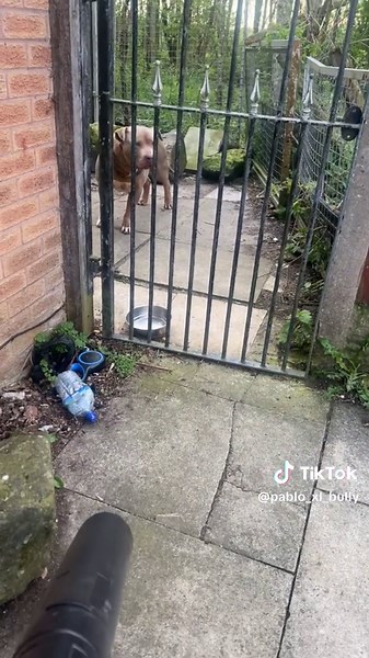 Dog Reacts to Leaf Blower - Hilarious Moment Caught on Camera!