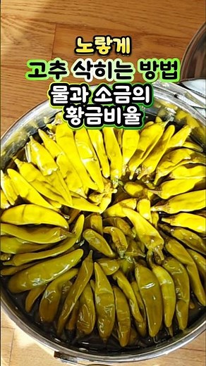 노랗게 고추삭히기 꿀팁과 소금비율 #고추삭히기#고추삭히는법#고추삭히기소금비율#노랗게고추삭히는법#고추삭히기레시피