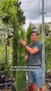 🌲🇮🇹 Plant of the Week: Italian Cypress 🇮🇹🌲