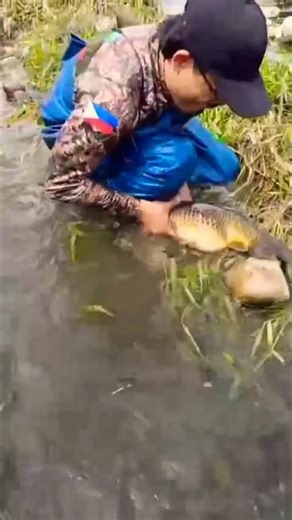 Catching Pair of Native Tilapia by Hand in River!#HandFishing#TilapiaFishing#RiverFishing#shortvideo
