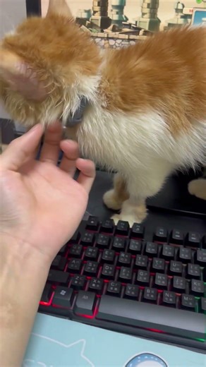 Trying to Use My Computer… But My Cat Wants Love 😹❤️ | #funnyCat #petlove