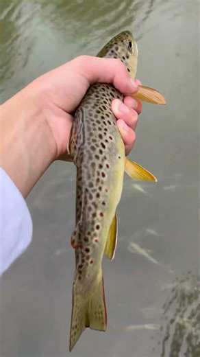 Couple of smooth releases #relaxing #flyfishing