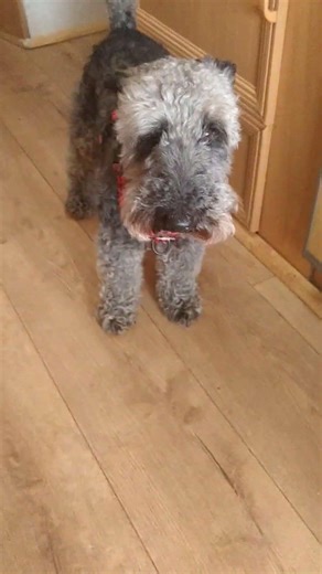 Sir Monty This Week as mostly been Eating £20 Notes ⚡