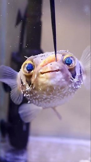 Puffer fish eating carrot 🐡🥕