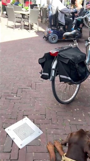 In style in the city 😎 #city #dobermann #dog #citydog