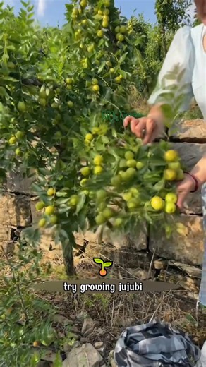 You think raising cats and dogs is fun Try growing Jujube Honey instead—it gives you sweet fruits without destroying your furniture | SRK
