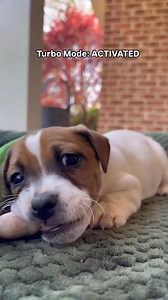 97K views · 3.1K reactions | Turbo Mode: ACTIVATED!  There’s no ‘off switch’ when a Jack Russell puppy decides it’s playtime •⁣⁣⁣⁣⁣⁣⁣⁣⁣⁣⁣⁣⁣⁣⁣⁣⁣⁣⁣⁣⁣⁣⁣⁣⁣⁣⁣⁣⁣⁣⁣⁣⁣⁣⁣⁣⁣⁣⁣⁣⁣⁣  @jrt.of.sc #jackrussell | Jack Russell Lovers | Facebook