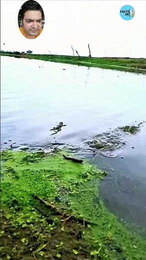 🐸 Frogs on Water: Nature's Amazing Acrobatics! 🌊