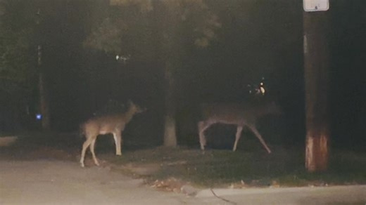 Scott Francis on Reels