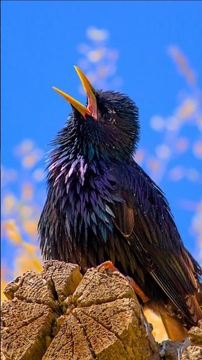 Ultimate Bird Singing & Chirping Sounds | Relaxing Forest Ambience for Sleep, Study & Focus