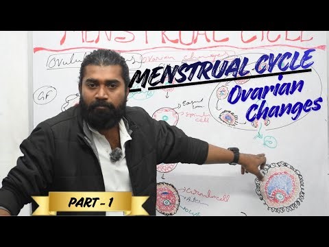 Menstrual Cycle | Ovarian Changes | Period | Part 1