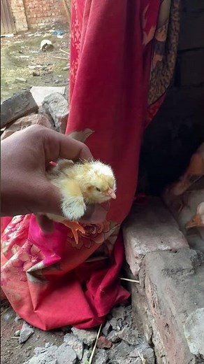 Omg Geese hatched a Chick