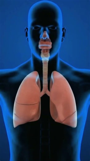 This forest is bigger than you think 🌍😱 #viral #fact #naturefacts #amazonrainforest #trending