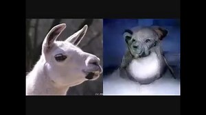 【京大】脳波のみから、その人が見ている画像を作り出す