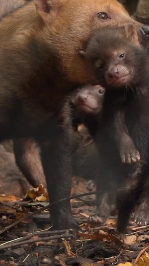 Introducing the zoo’s latest new arrivals… bush dog puppies! Born to proud parents Molly and Charlie, they’re getting braver and more adventurous every single day, so now is the perfect time to pay them a visit  | Chester Zoo | Facebook