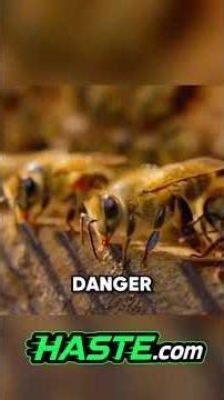 Bees literally COOK a Murder Hornet alive! 🐝🔥