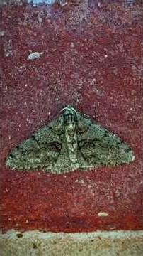 Field Note: The Moth Room | Nature’s Otherworld