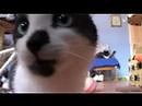 CAT LICKS CAMERA