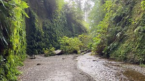 Fern Canyon in Redwoods National Park is a true gem of nature. Take a short walk with me through the canyon on a rainy, yet beautiful day 😊 📍Fern Canyon, Redwoods National Park. | Discover California