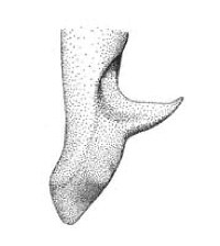 Red-headed Meadow Katydid - Songs of Insects