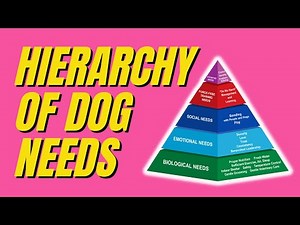 Understanding the Hierarchy of Dog Needs® by Linda Michaels: A Comprehensive Guide