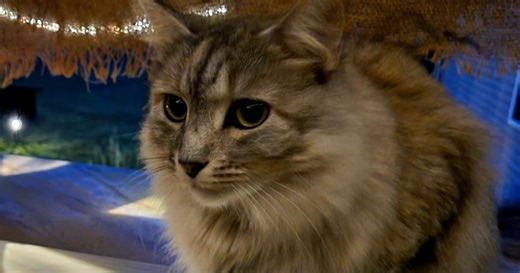 Lost cat returns home more than a year after Hurricane Helene devastated family