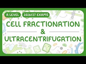 A-Level Biology - Cell Fractionation & Ultracentrifugation (2026/27 exams)