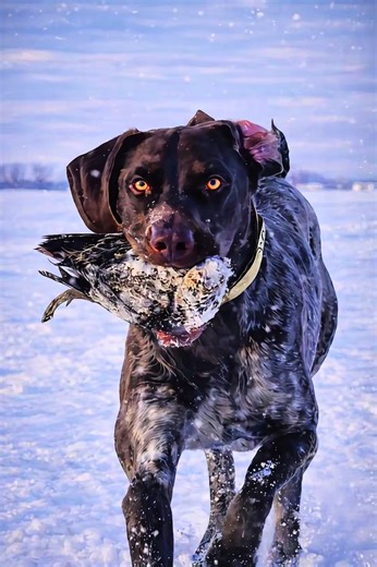 Timber needs your vote he is competing in a magazine challenge and has made it to the top Ten finalist of 1200 entries if you haven't voted please LIKE OR ❤️ his picture by using the website let's help this German shorthaired pointer get his moment https://www.facebook.com/share/1Hw6HtWKKa/?mibextid=wwXIfr