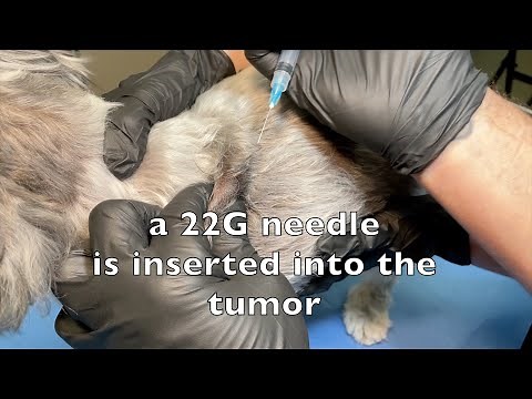 Fine Needle Aspirates to diagnose a dog's skin tumor