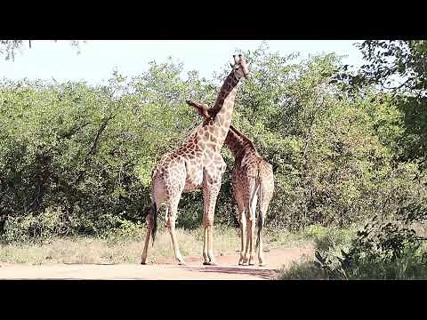 2 Giraffes Friendly Interaction