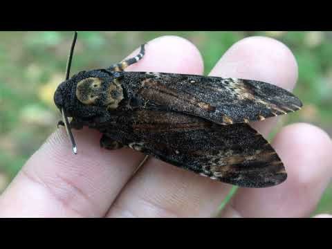 SQUEAKY Deathshead Hawkmoths (Acherontia atropos) SOUND