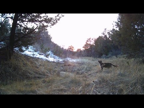 Mountain Lion and Cub: A Rare Raw Moment in the Wild
