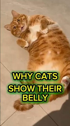 Why Cats Show Their Belly??? Explained!