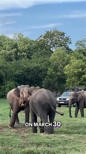 Rampaging Elephant Flips Safari Car Full of Tourists #wildlife #safari #animals #nature | Inform Overload