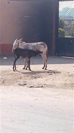 Why Donkey Milk is Perfect for Baby Foals #Donkey